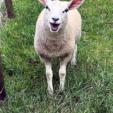 Slapen Op Het Platteland 3* ボーデグラヴェン